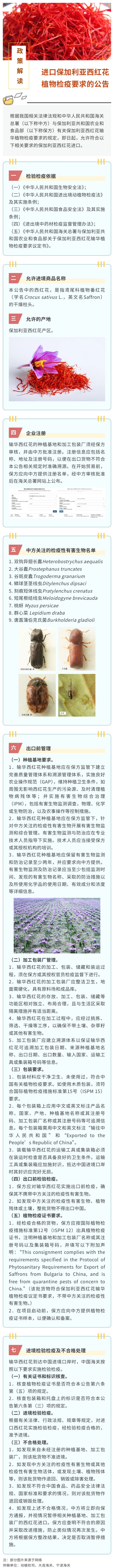 西红花.jpg