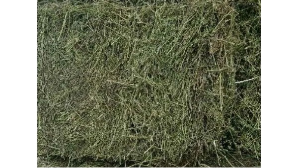 苜蓿草佛山进口通关报检资料与注意事项